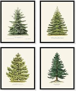 Goldie Days 4 Pine Tree Prints, 8" x 10", Winter Decor, Vintage Botanical Fir Christmas Decorations Tree Prints [UNFRAMED]